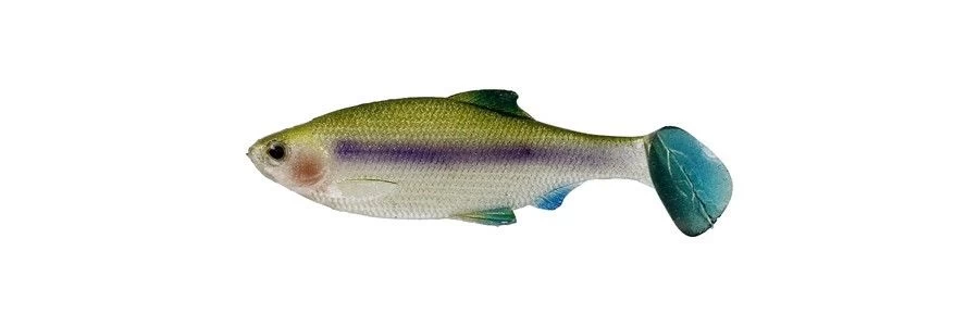 Westin Ricky The Roach 2 3/4 Inch Soft Paddle Tail Swimbait 5 Pack 4 Westin Ricky The Roach 2 3/4 Inch Soft Paddle Tail Swimbait 5 Pack - Image 2